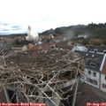 09_15-nest.jpg