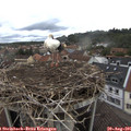 09_20-nest.jpg