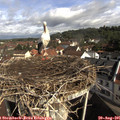 09_35-nest.jpg