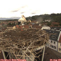 09_50-nest.jpg
