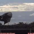 09_55-mast.jpg