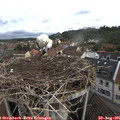 09_55-nest.jpg