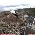 10_05-nest.jpg