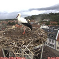 10_10-nest.jpg