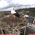 10_15-nest.jpg