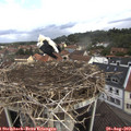 10_20-nest.jpg