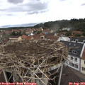 10_40-nest.jpg