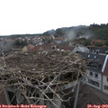 10_50-nest.jpg