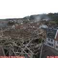10_55-nest.jpg