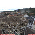 11_10-nest.jpg