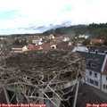 11_15-nest.jpg