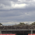 11_20-mast.jpg