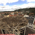 11_20-nest.jpg