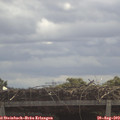 11_25-mast.jpg