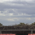 11_35-mast.jpg