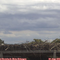 11_40-mast.jpg