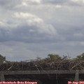 11_50-mast.jpg