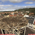11_50-nest.jpg