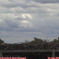 11_55-mast.jpg