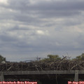 12_00-mast.jpg