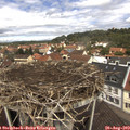 12_00-nest.jpg