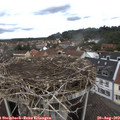 12_10-nest.jpg