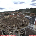 12_15-nest.jpg