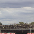 12_30-mast.jpg