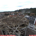 13_00-nest.jpg