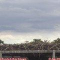 13_15-mast.jpg