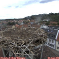 13_15-nest.jpg
