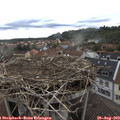 13_30-nest.jpg