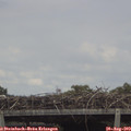 13_50-mast.jpg