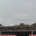 13_55-mast.jpg