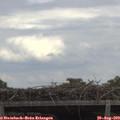 14_10-mast.jpg