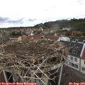 14_15-nest.jpg
