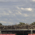 14_50-mast.jpg