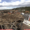 14_50-nest.jpg