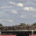 14_55-mast.jpg