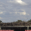 15_00-mast.jpg