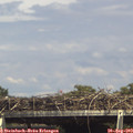 15_30-mast.jpg