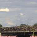 15_35-mast.jpg
