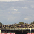 15_40-mast.jpg