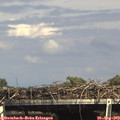 15_50-mast.jpg