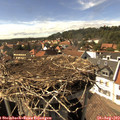 15_50-nest.jpg