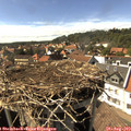 16_00-nest.jpg