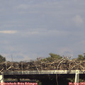 16_05-mast.jpg