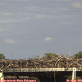 16_25-mast.jpg
