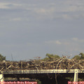 16_30-mast.jpg