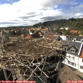 16_30-nest.jpg